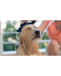 baño perro labrador
