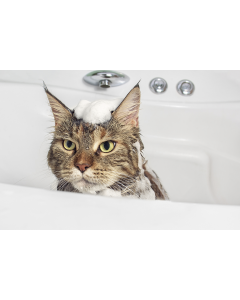 baño para gatos a domicilio con jelpin