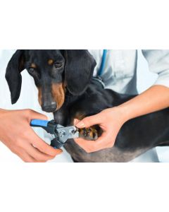 corte de uñas para tu mascota