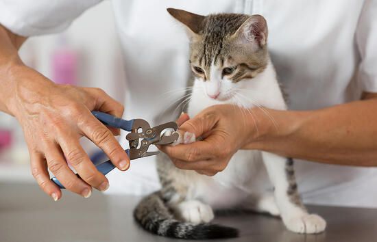 La importancia del corte de uñas para perros y gatos a domicilio